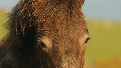 Vild hest