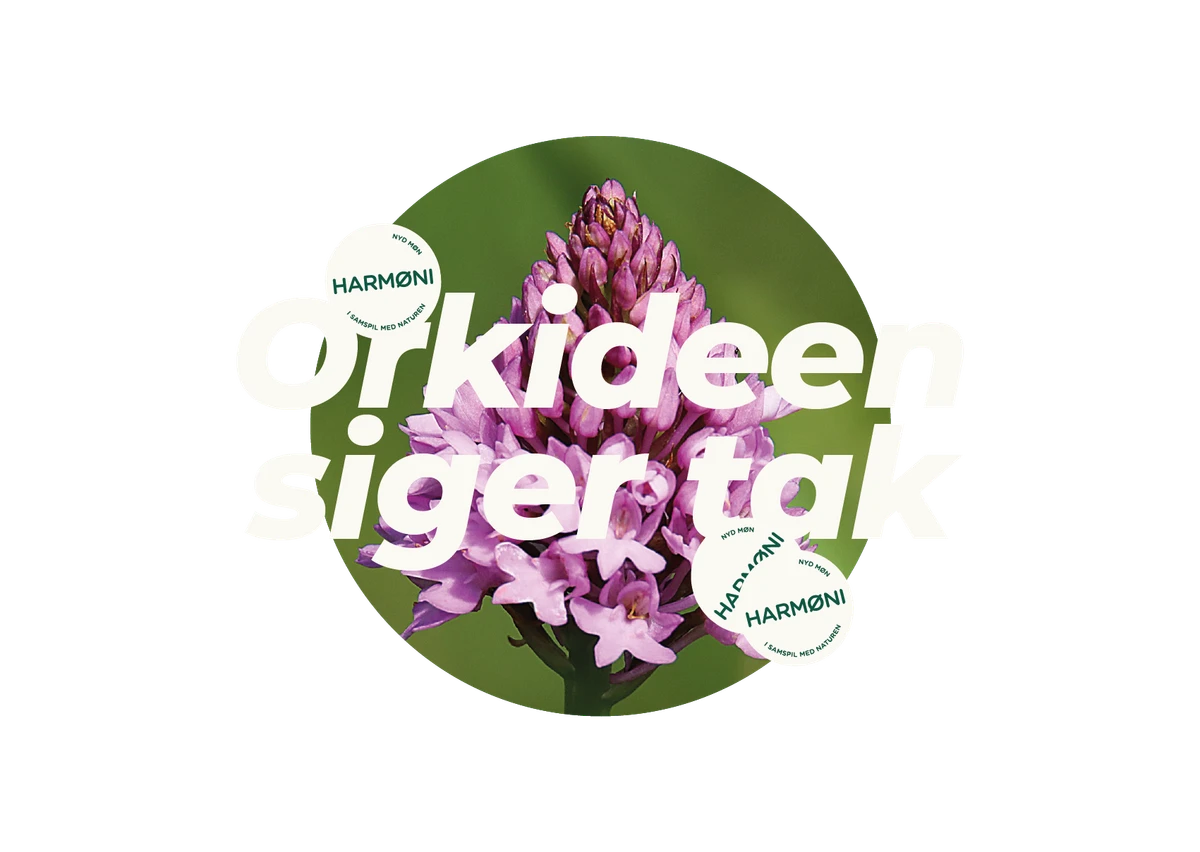 Billede af orkide