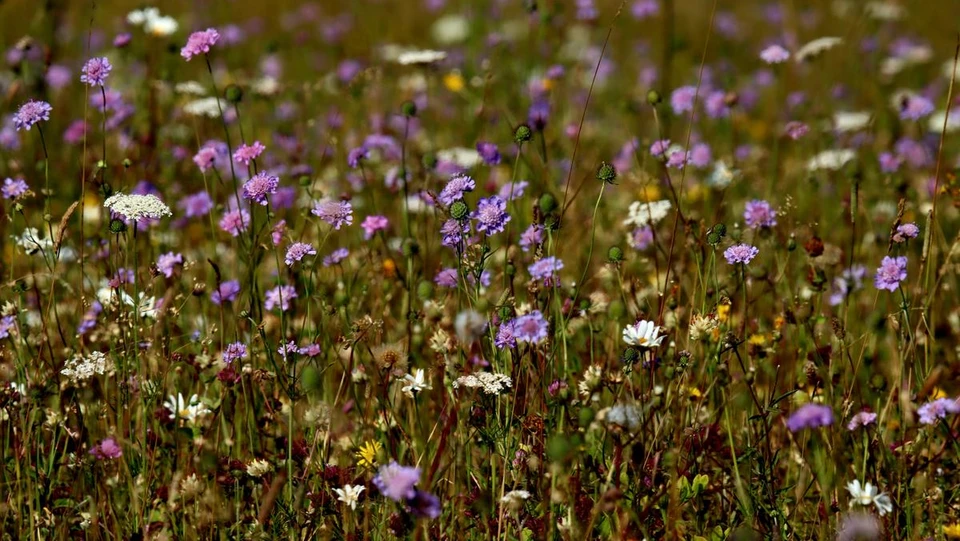 Vilde blomster på en eng