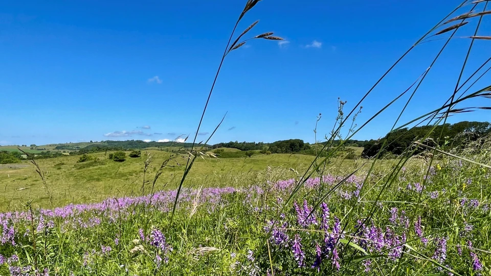 Billede natur