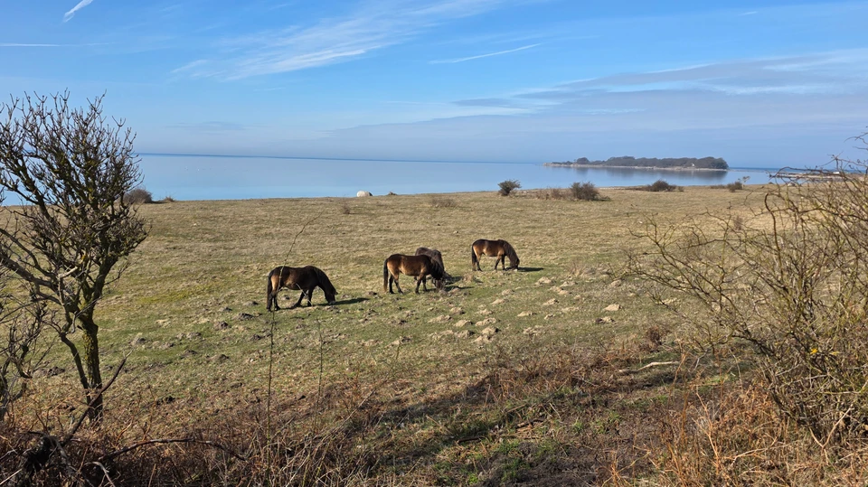 Exmoor-ponyer på Knudshoved Odde