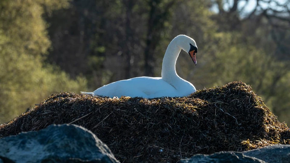 Svane ligger på rede af tang