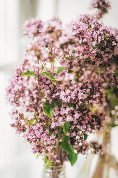 Foderplanten merian bliver indsamlet fra Høvblege, når den voksne sommerfugl har lagt sine æg på planten. I hjemmelaboratoriet sættes blomsterne i vand så de holder sig friske under larverne udvikling. Foto: Mads Tolstrup