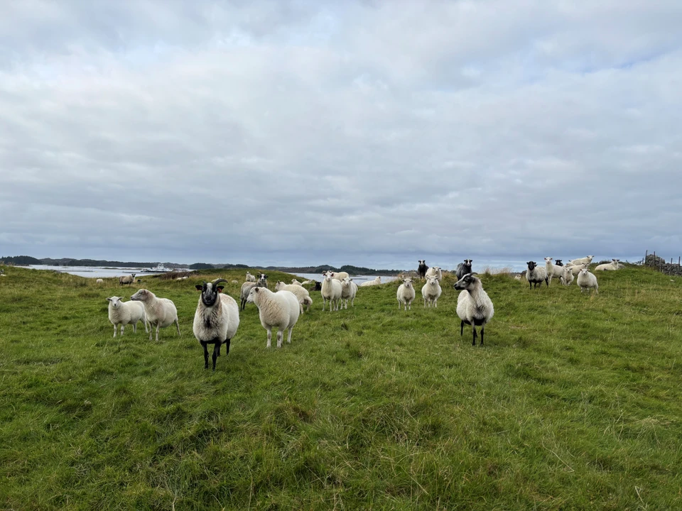 Austrheim Sheep